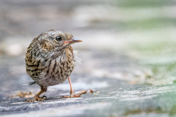 Baby dunnock