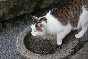 cat drinking water