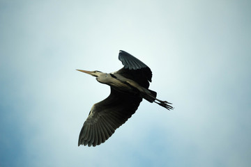 Grey heron flying above head