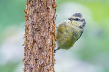 Baby blue tit