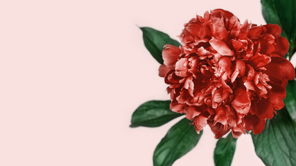 Red peony on pink background with copy space. Blooming flower of peony. Banner for web. Natural flowery background. Selective focus.