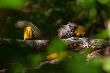 Thai common squirrel on feeding perch enjoy eating a corn