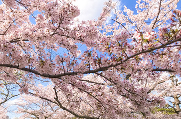 Sakura Cherry Blossoms and sky in Japan
