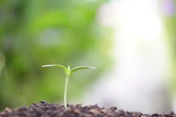 Young green plant growing
