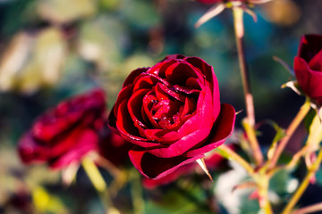 Fototapeta na wymiar Dark red rose. Closeup.