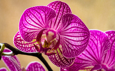 orchid flower