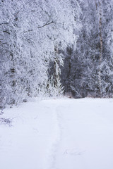 path in snow