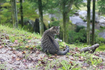cat