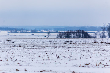 The snow covered the fields and meadows. Dark forest in the background. The beginning of winter in...
