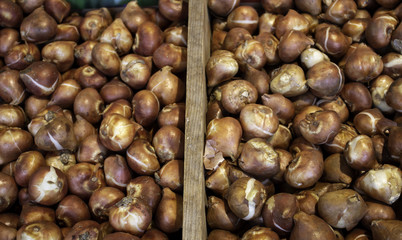 Bulbs in a market