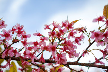 beautiful pink flowers