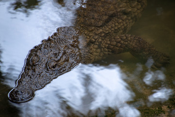 The crocodile park in Mauritius. Crocodile swim in water, the top view