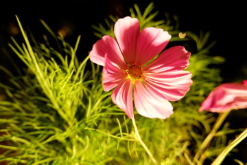 pink cosmos in the night