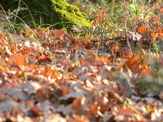 A lichen covered tree trunk with the blurred image of autumn fallen leaves in the foreground (reverse bokeh), Tirana, Albania
