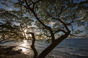 tree at a tropical beach with sun light reflection in water and sun back light the tree in a tranquil scene 