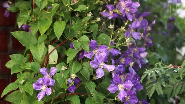 Summer rain pours on purple clematis flowers