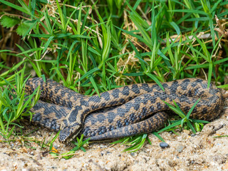 Adder Snake curled up. Basking.