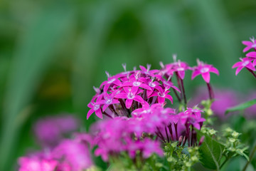 Pink pentas flower