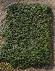 Green Grass Field texture in Japan