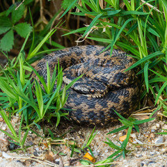 Adder Snake curled up. Basking.