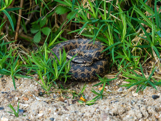 Adder Snake curled up. Basking.