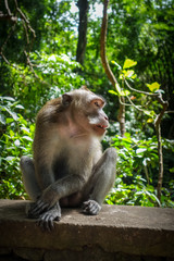 Monkey in the Monkey Forest, Ubud, Bali, Indonesia