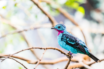 Cotinga de Cayenne, petit passereau bleu	