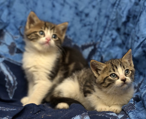 two gray with white kitten on a blue background