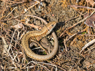 Common lizard (Lacerta Zootoca vivipara) stationary on grass bank