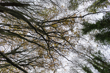 Looking up, Friston Forest, East Sussex, UK