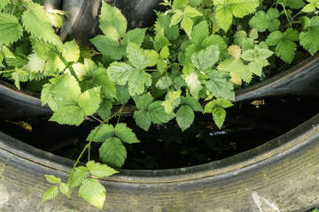 Nettles and Tyres, Doddington, Kent, UK