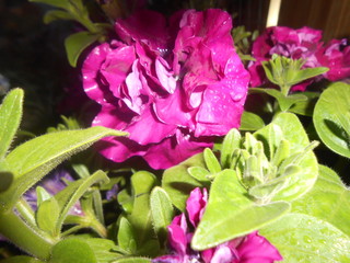 flower in the garden