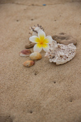 Fototapeta na wymiar Seashells and flower on the sand overlooking the sea