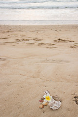Seashells and flower on the sand overlooking the sea