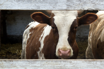 Brown and white cow in a farm. Looking through a wooden fence