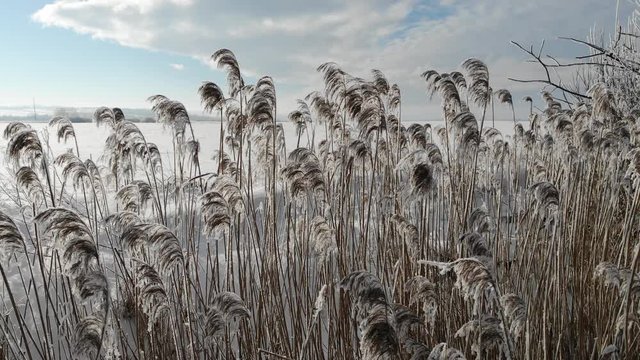Snow covered Phragmites australis is swaying in the wind, close up. Grows near water. Winter time