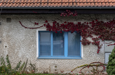 a blue window engraved with colored ivy on the old white wall of the village house