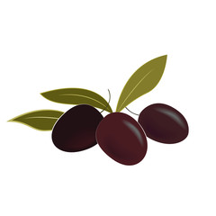Vector illustration of ripe olives and leaves. Isolated design element.