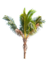 Asian trees isolate on white background