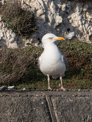 Gull Number 2, Rottingdean, East Sussex, UK