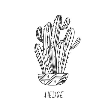 Hedge cactus in decorative pot in doodle style with a handwritten title.