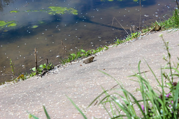 Frog sitting on the shore pond in the city park
