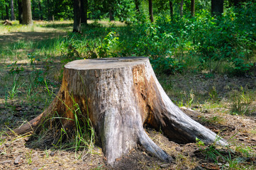 Tree stump in the summer park.