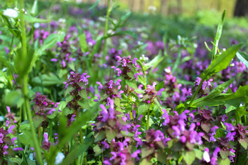 Excellent purple blossom of Lamium purpureum (purple dead-nettle or purple archangel ) between green grass close-up
