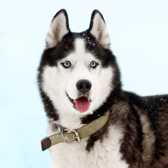 Portrait of Siberian Husky black and white colour with blue eyes outdoors in winter. A pedigreed purebred dog