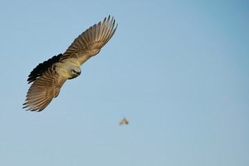 Fototapeta premium Western Kingbird Hunting