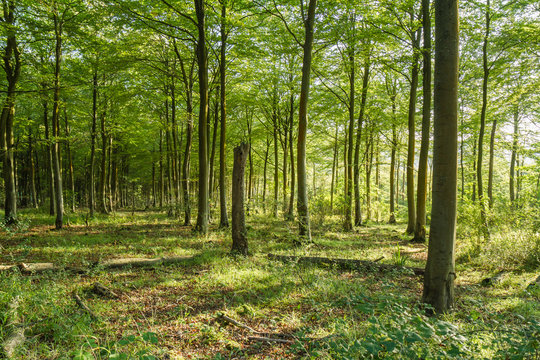 The edge of  Forest, Friston, East Sussex, UK