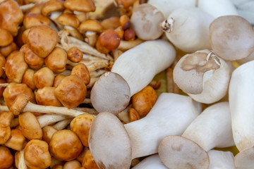 edible mushrooms
