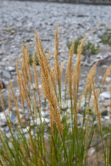 Achnatherum calamagrostis