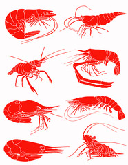 Graphical set of red shrimps isolated on white,vector sea-food illustration